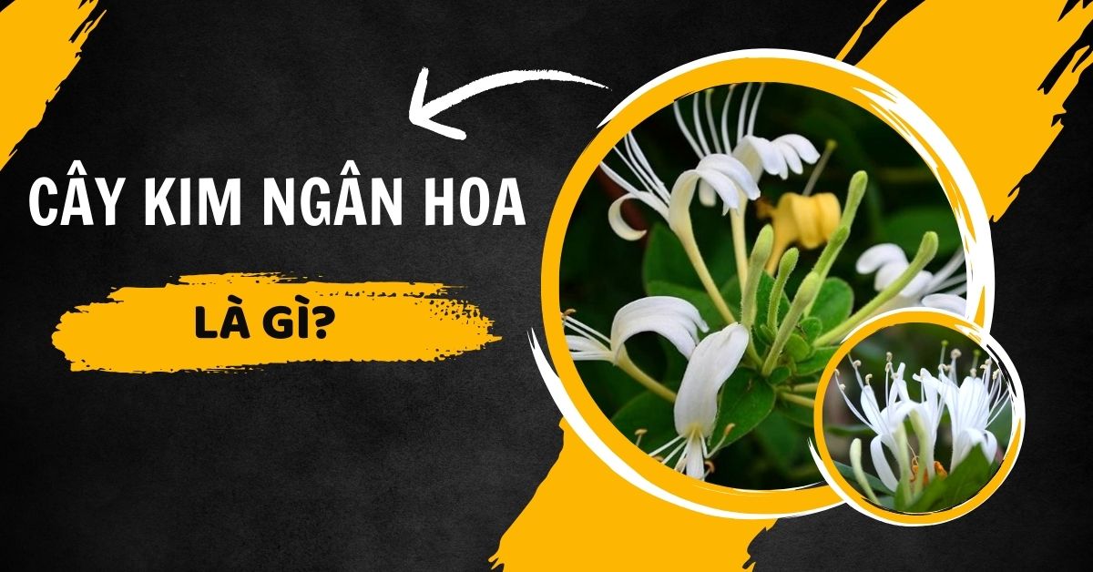 Cây Kim Ngân Hoa