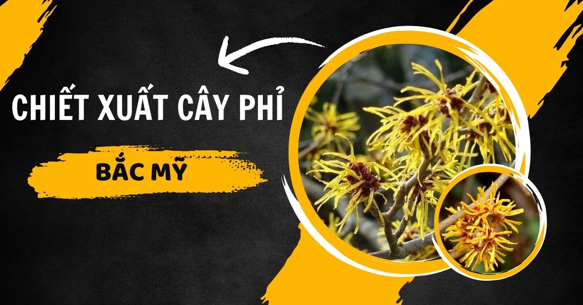 Chiết Xuất Cây Phỉ