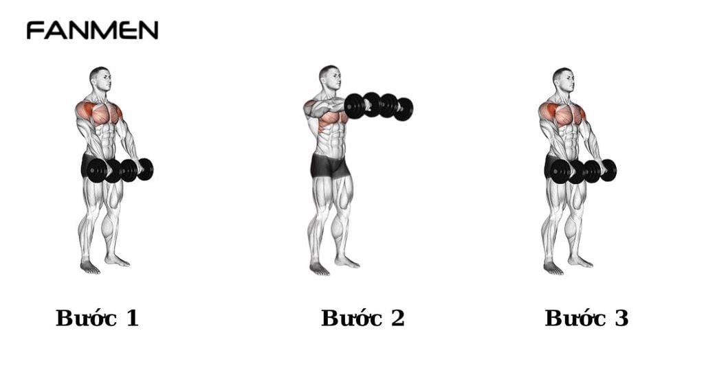Bài tập Dumbbell Front Chest Raises