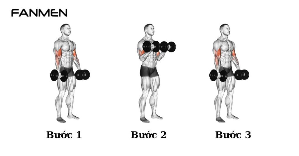 Bài tập Standing Dumbbell Curl