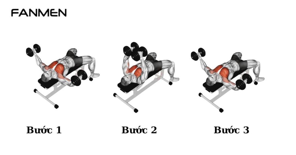 Bài tập tạ tay Dumbbell Bench Fly