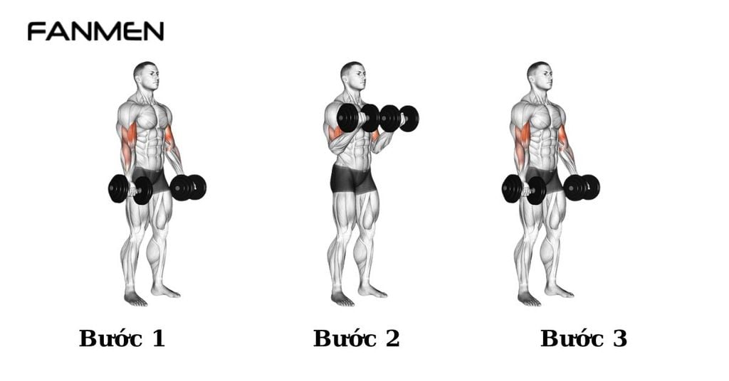 Bài Tập Tạ Tay Dumbbell Curl