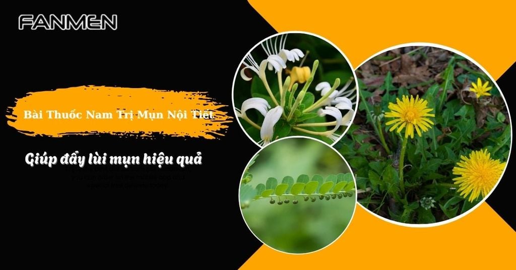 bài thuốc nam trị mụn nội tiết