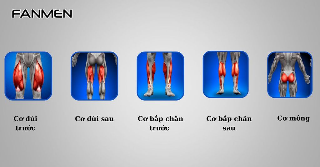 Các Nhóm Cơ Chính Của Thân Dưới