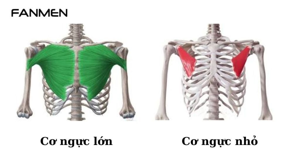 Các Nhóm Cơ Ngực Ở Nam Giới