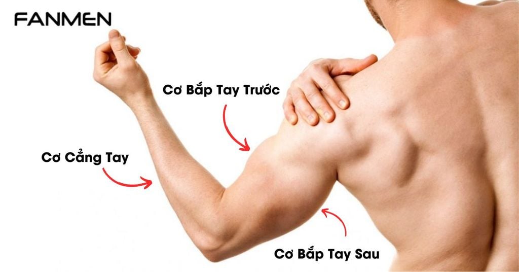 Cấu Tạo Các Nhóm Cơ Bắp Tay