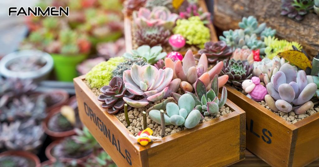 Chậu cây mini tự trang trí