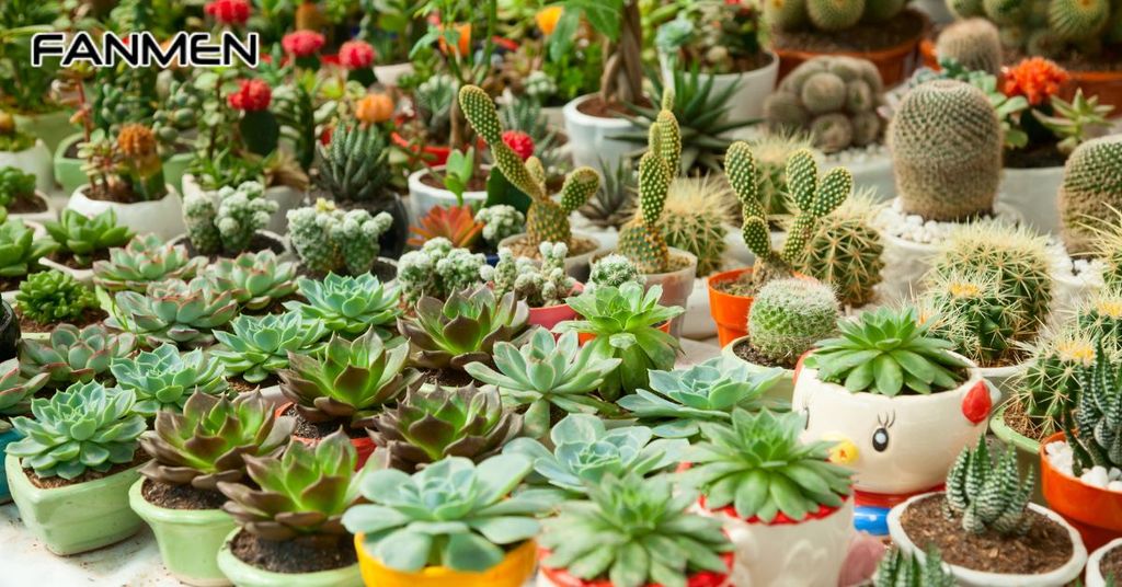 Chậu cây cảnh mini