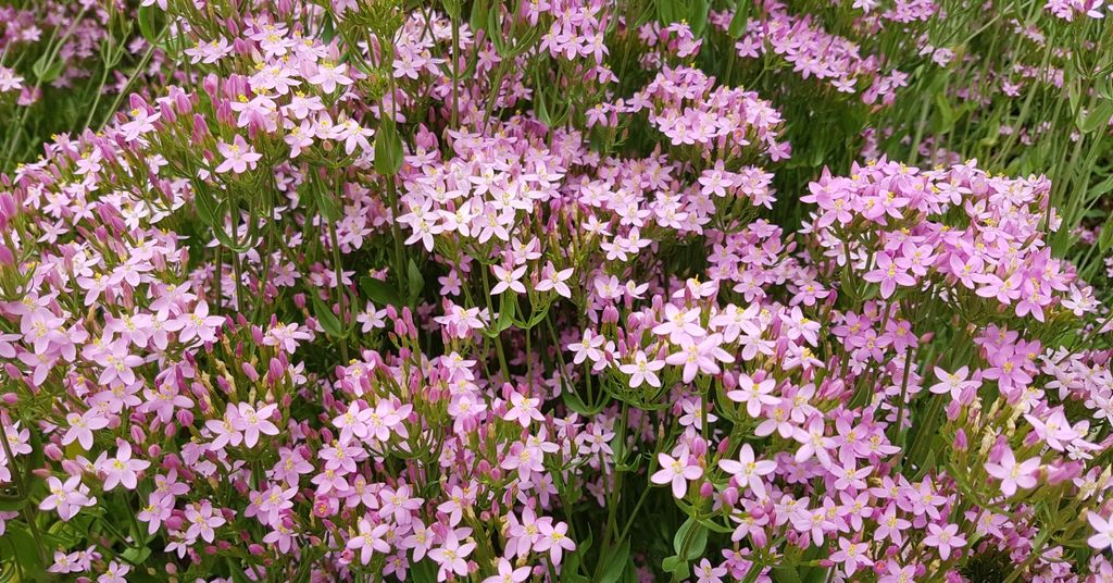 Chiết Xuất Cây Bạch Kim Hoa (Centaury)