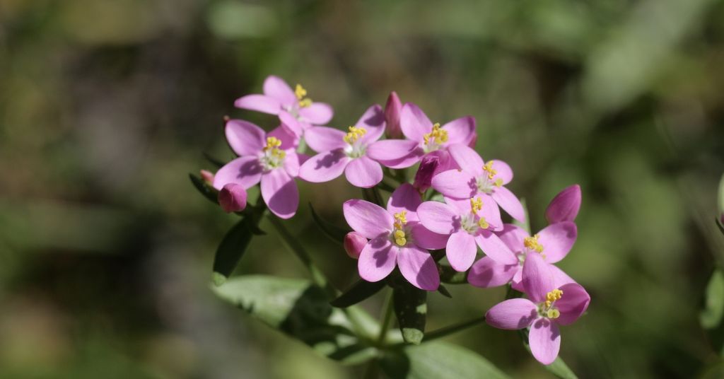 Chiết Xuất Cây Bạch Kim Hoa (Centaury)