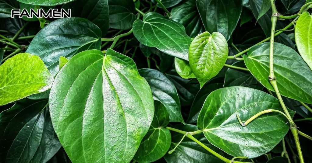 Chà xát lá trầu không lên răng và lưỡi