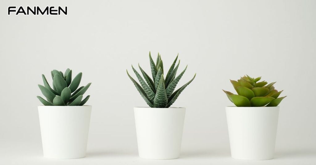 Cây cảnh mini để bàn