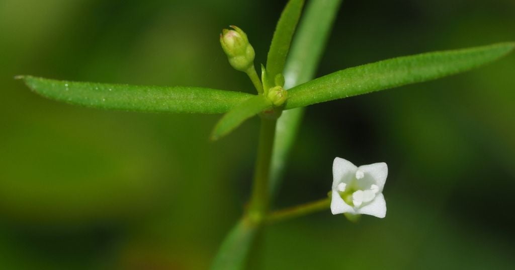 chiết xuất bạch xà thiệt thảo