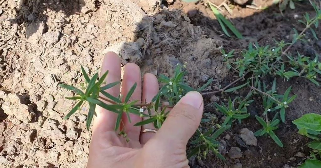 chiết xuất bạch xà thiệt thảo