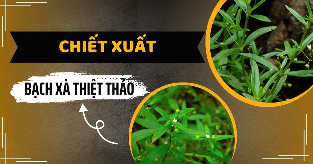 chiết xuất bạch xà thiệt thảo