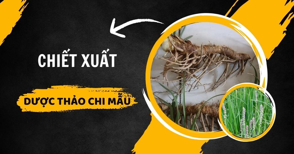 dược thảo chi mẫu