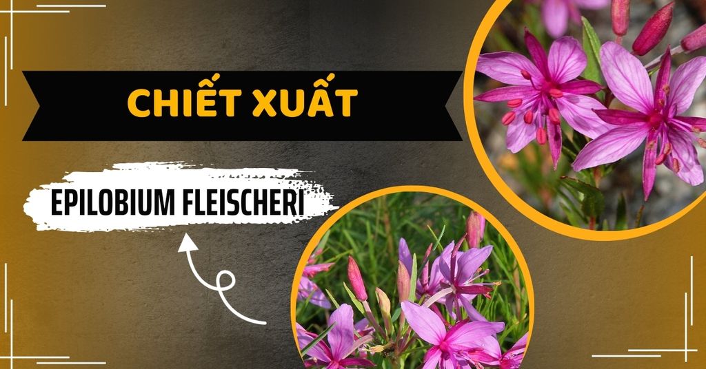 Chiết xuất Epilobium Fleischeri