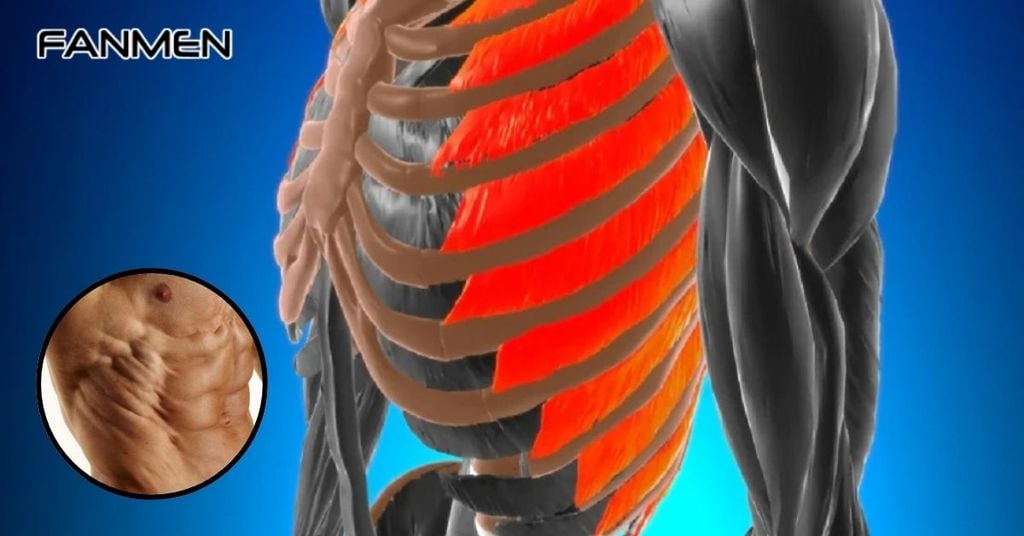 Cơ Liên Sườn Là Gì?