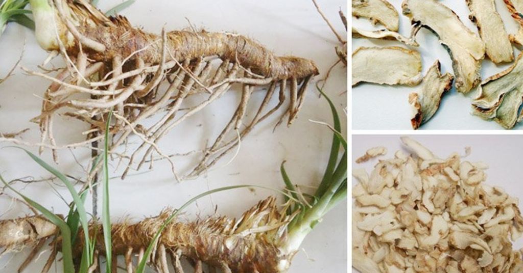 dược thảo chi mẫu