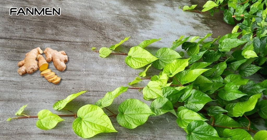 Lá trầu không và gừng tươi