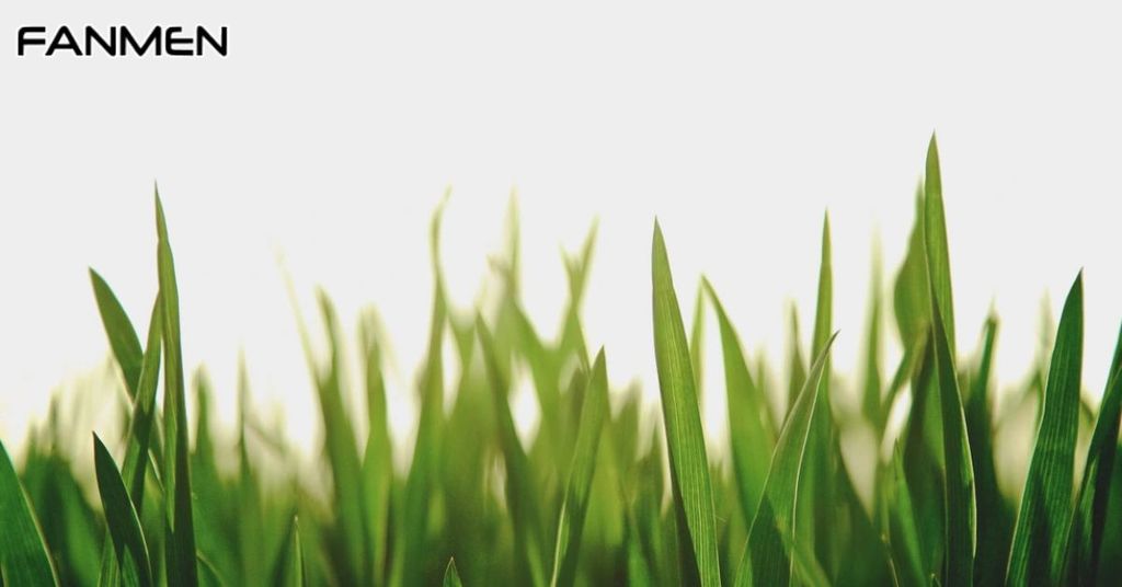 Mùi hương hoa cỏ