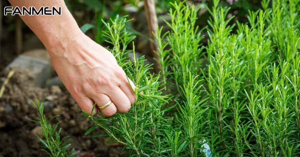 Mùi hương thảo mộc