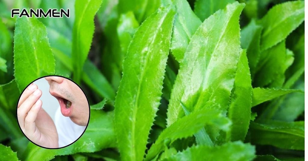 Tại sao lá mùi tàu lại hiệu quả trong việc trị hôi miệng?