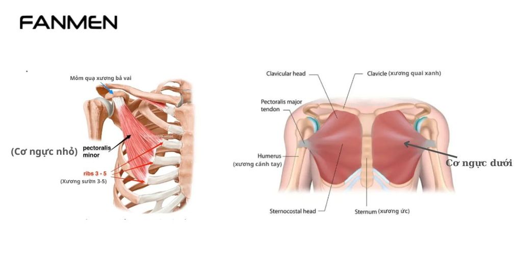 Phân Biệt Cơ Ngực Trên Và Cơ Ngực Dưới Ở Nam Giới