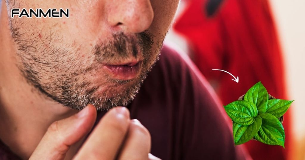 Nhai trực tiếp lá trầu không