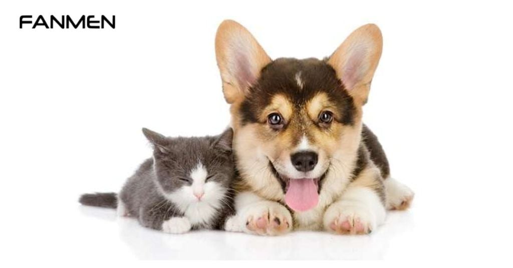 Tặng thú cưng cho chồng