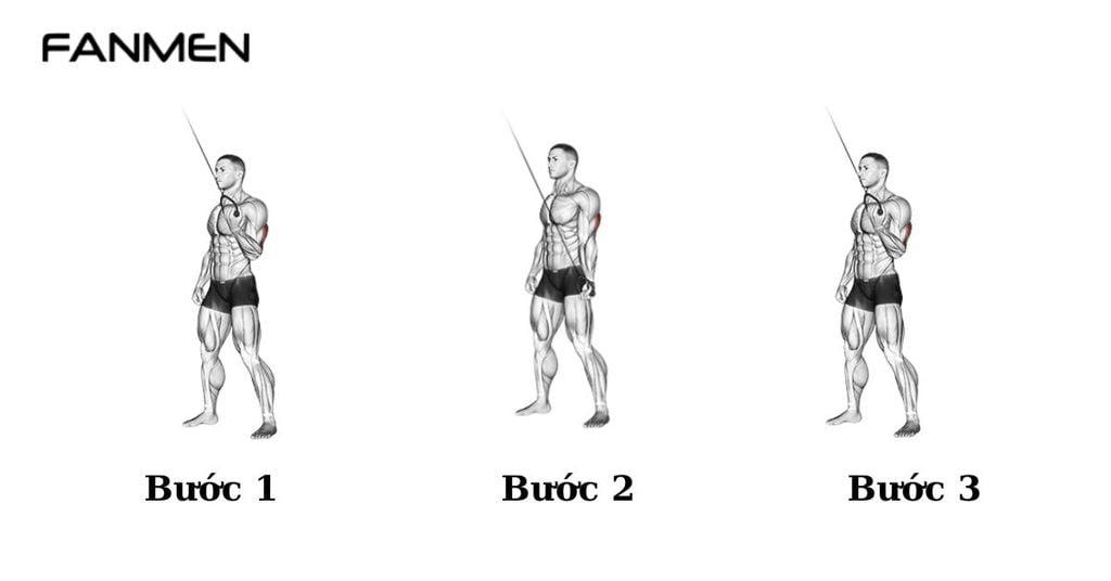 Bài tập Tricep single arm cable pushdown