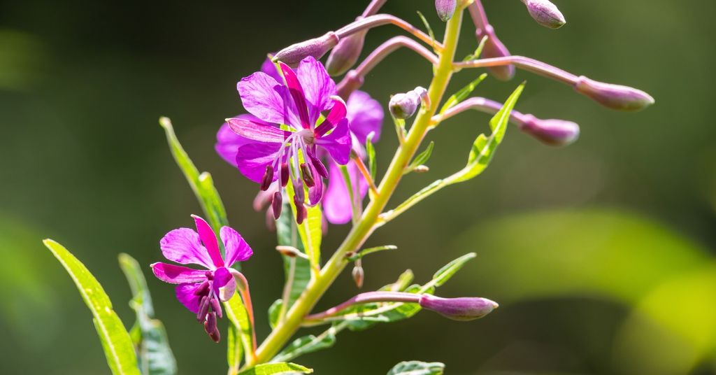 Chiết xuất Epilobium Fleischeri