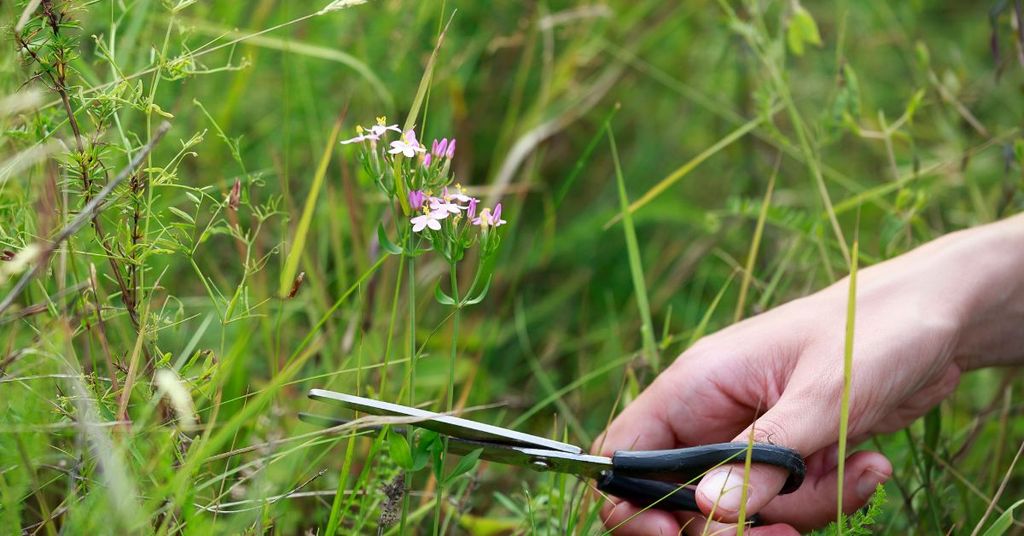chiết xuất cây bạch kim hoa